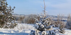 Морозы до –28°С, гололед и без осадков будет в Могилевской области 1 февраля