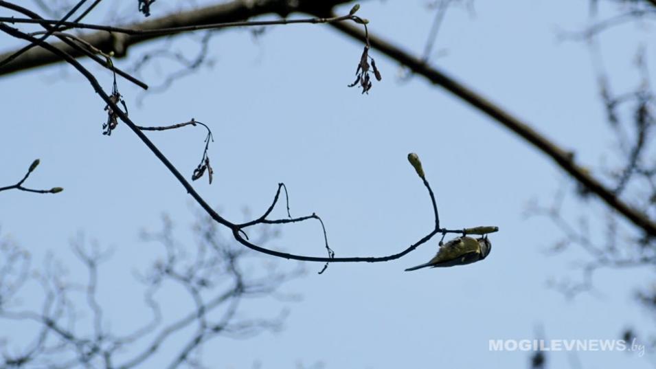 Погода на 27 января: гололедица, налипание мокрого снега и около 0°С днем в Могилевской области