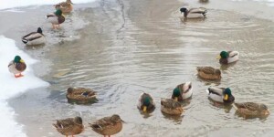 Погода на 19 января: по-прежнему морозные ночи, днем около -10°Ϲ в Могилевской области