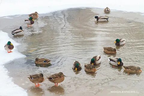 Погода на 19 января: по-прежнему морозные ночи, днем около -10°Ϲ в Могилевской области