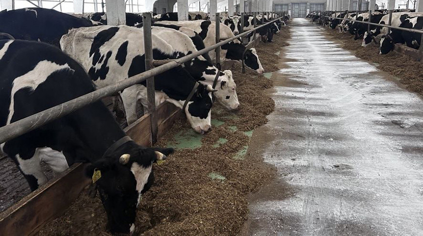 Прокуратура Могилевской области выявила массовые нарушения при содержании скота в агропромышленных комплексах