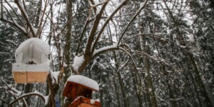 Потепление сменится очередными морозами в начале следующей недели в Могилевской области