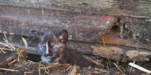 63-летняя жительница Краснопольского района спасала котенка и получила перелом бедренной кости