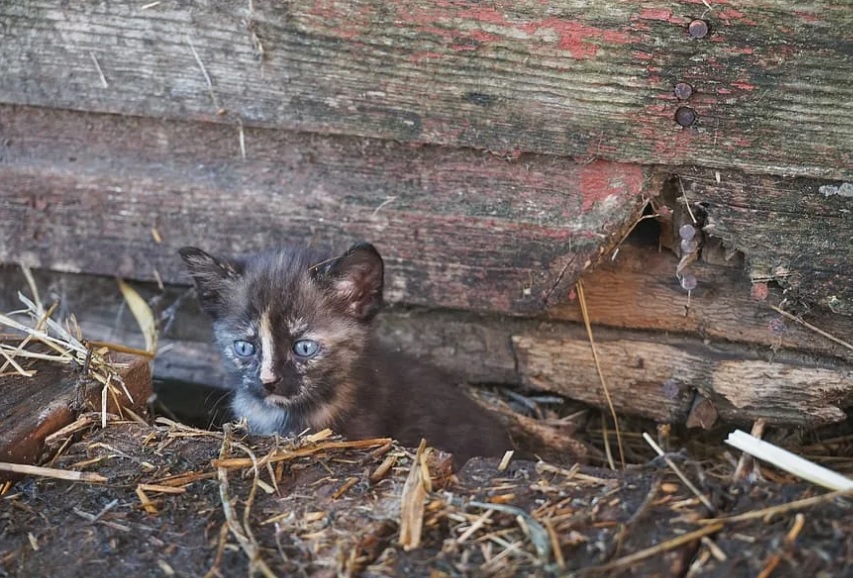 63-летняя жительница Краснопольского района спасала котенка и получила перелом бедренной кости