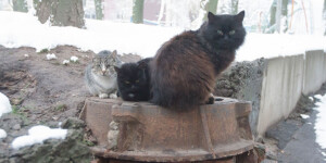 Погода на 5 февраля: около -10°С ночью и слабая метель в Могилевской области