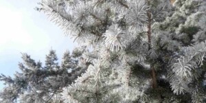 Погода на неделю: по-прежнему морозные ночи, снег и гололедица в Могилевской области