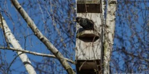 Устойчивый дневной «плюс» принесет начало календарной весны в Могилевскую область