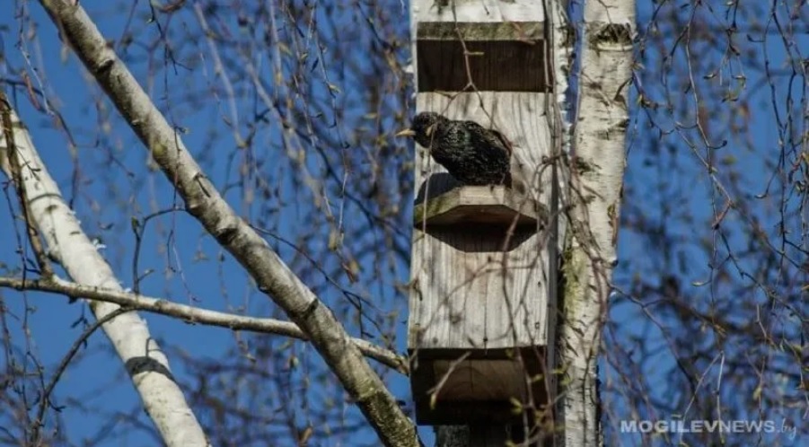 Устойчивый дневной «плюс» принесет начало календарной весны в Могилевскую область