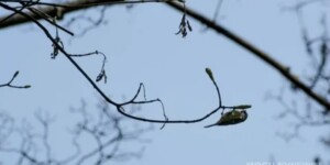 Тест-драйв весны: в начале следующей недели значительно потеплеет в Могилевской области