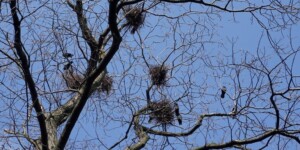 Сколько будет длиться запрет на разрушение гнезд птиц, рассказали в природоохране