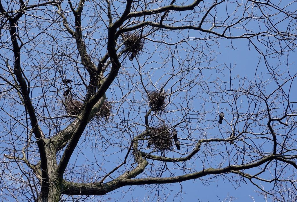Сколько будет длиться запрет на разрушение гнезд птиц, рассказали в природоохране