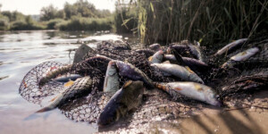 57 километров сетей и 440 кг рыбы: в Могилевской области за год выявили сотни нарушений правил рыболовства