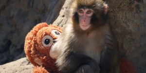 Мир переживает за Панча: отвергнутый детеныш макаки с плюшевым «другом» стал символом борьбы за принятие