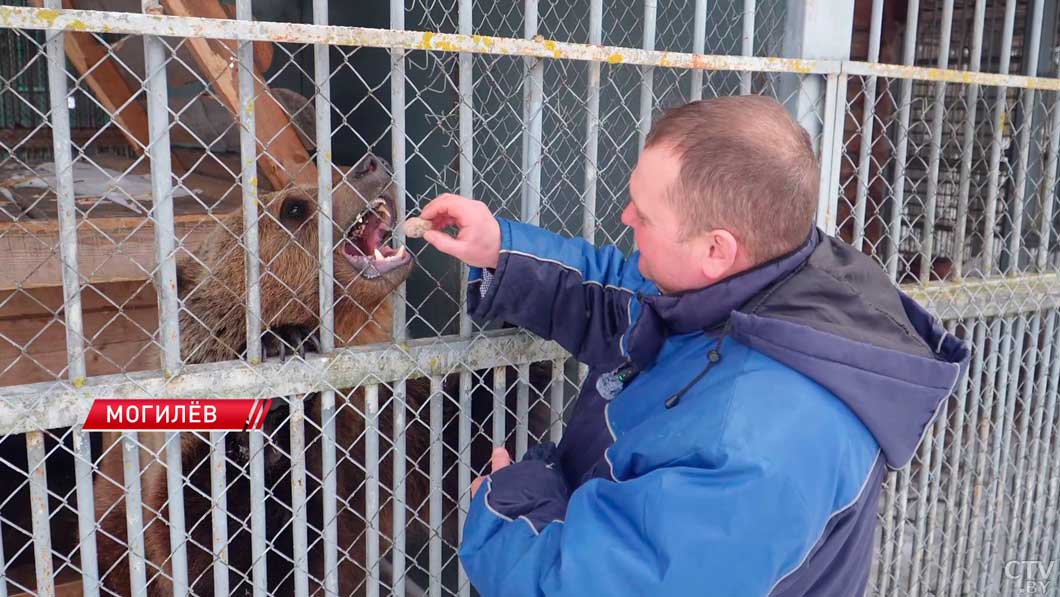 В Могилевском зоосаде после спячки проснулся бурый медведь Федя. Скоро потеплеет?