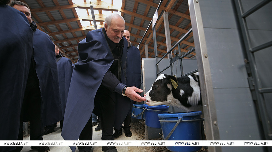 «За телят головой ответите»: Лукашенко потребовал железного порядка в сельском хозяйстве