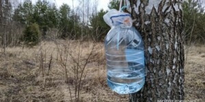 Погода на 5 марта: все виды осадков и до +6°С днем в Могилевской области