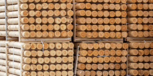 Лесничий-игроман отпускал деловую древесину под видом дров за взятки