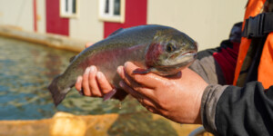 Как работает флагман белорусской форелевой индустрии. Фото