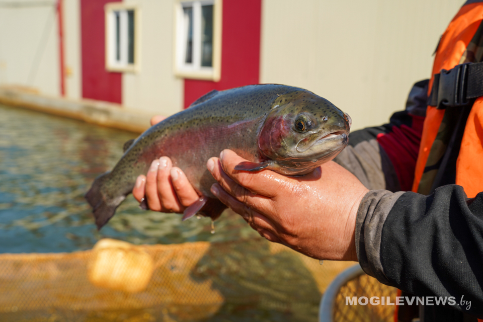 Как работает флагман белорусской форелевой индустрии. Фото