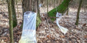 Погода на 11 марта: ожидать ли тепла и будут ли осадки, узнали у могилевских синоптиков