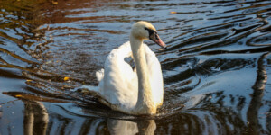 Погода на неделю: около 0°С и ветрено в будни и до +8°С к выходным в Могилевской области