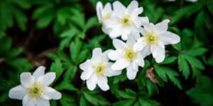 Погода на 1 апреля: ночная температура вырастет, местами дожди в Могилевской области