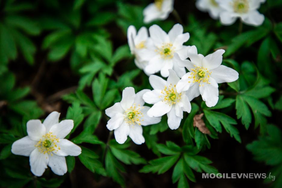 Погода на 1 апреля: ночная температура вырастет, местами дожди в Могилевской области