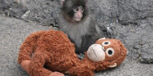 Обнимал игрушку в одиночестве — теперь у Панча появилась подружка