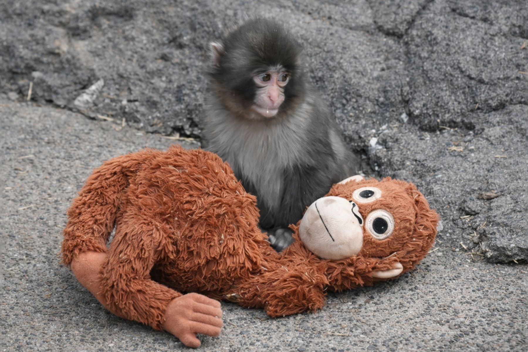 Обнимал игрушку в одиночестве — теперь у Панча появилась подружка