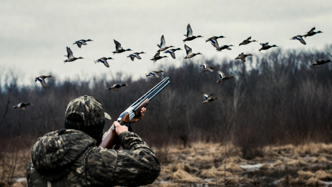 В Беларуси 14 марта открывается весенний сезон охоты на гусей и уток