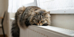 Когда отключат отопление: в «Белэнерго» объяснили условия завершения сезона