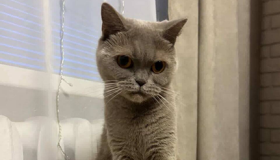 Прописка для Барсика и налог для Шарика: как в Беларуси официально зарегистрировать питомца