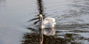 Погода на 17 марта: ночные заморозки и до +12°С в дневные часы в Могилевской области