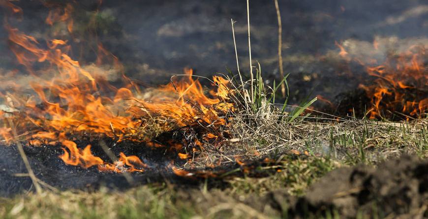 В Могилеве стартовала акция «Зеленый щит»: спасатели взяли под контроль природные экосистемы