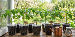 Чем подкормить рассаду в марте — лучшие варианты для роста