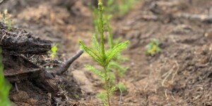 Погода в Могилеве и области на 16 марта: до +14°С и без осадков