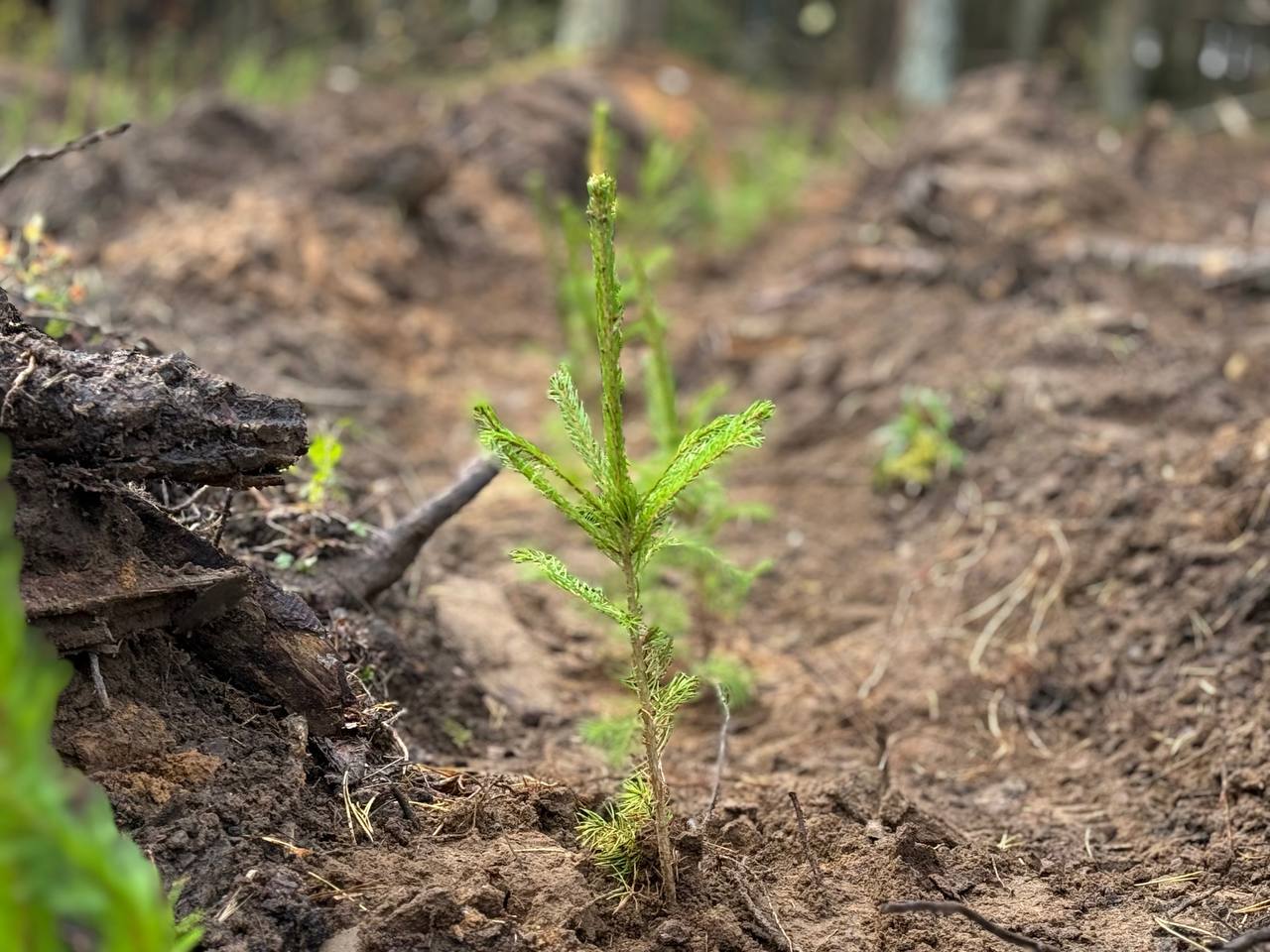 Погода в Могилеве и области на 16 марта: до +14°С и без осадков