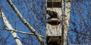 Погода на 25 марта: до +18°С и без осадков в Могилевской области