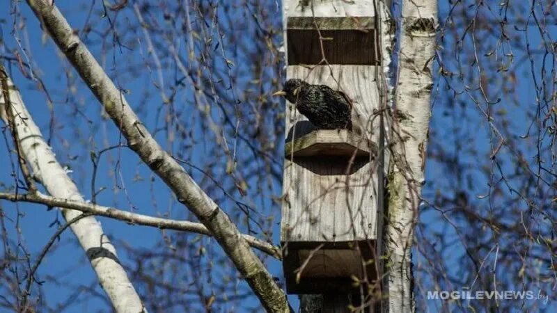 Погода на 25 марта: до +18°С и без осадков в Могилевской области