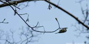 Погода на 30 марта: до +18°Ϲ и преимущественно без осадков в Могилевской области