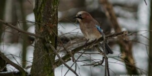 Узнали, в каком году 2 марта в Могилеве термометр показывал -24,4°С и что говорят народные приметы дня