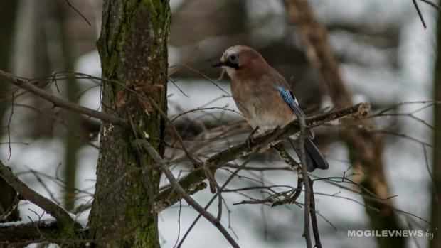 Узнали, в каком году 2 марта в Могилеве термометр показывал -24,4°С и что говорят народные приметы дня