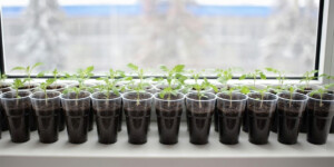 Когда сажать помидоры на рассаду в 2026 году: сроки по регионам, лунный календарь и советы для хорошего урожая