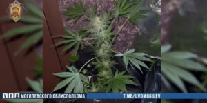 В Могилеве задержали мужчину с мини-плантацией конопли в квартире