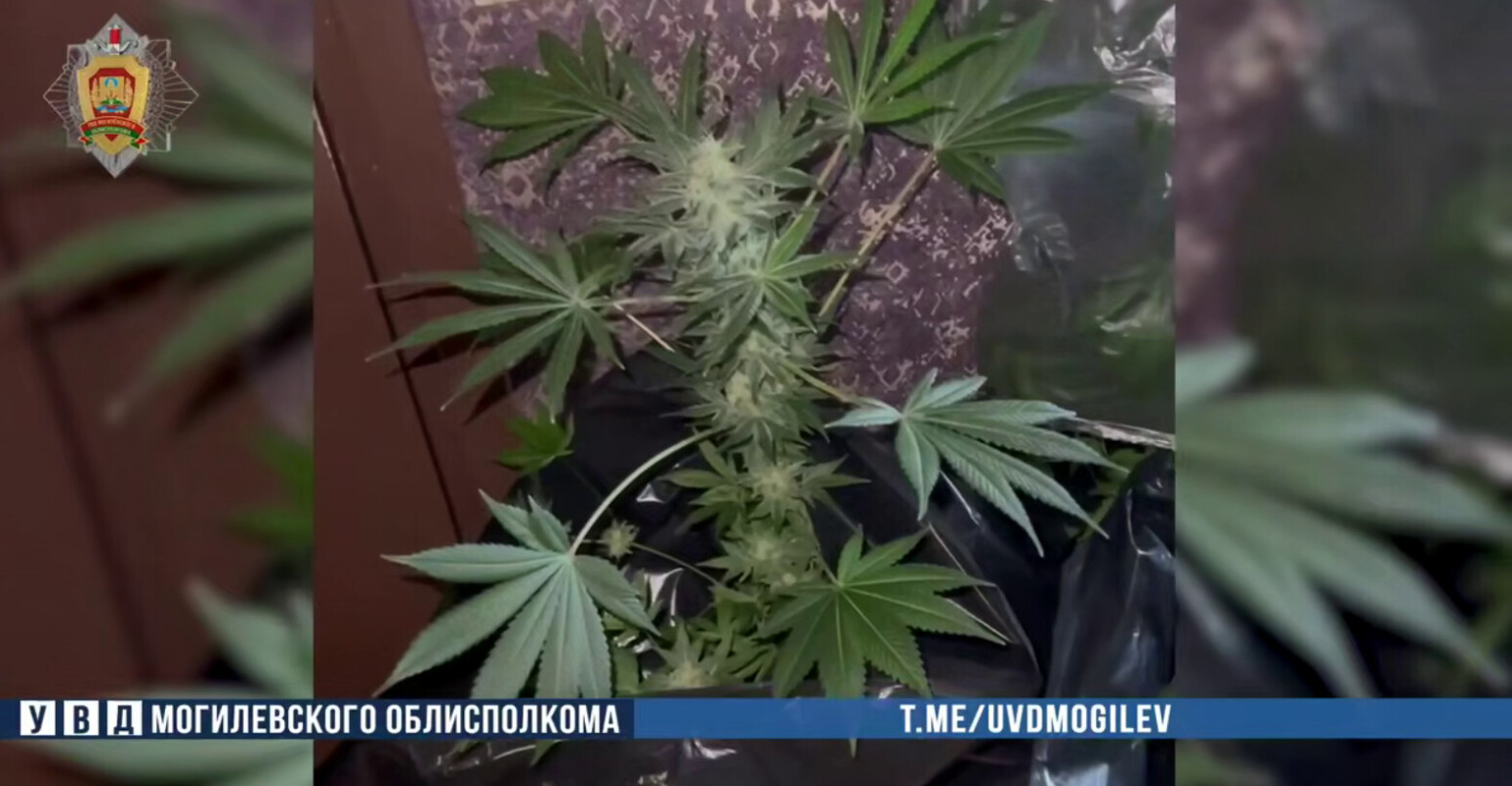 В Могилеве задержали мужчину с мини-плантацией конопли в квартире