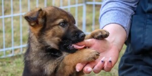 Уточнили, кому из жителей Могилевщины, как и сколько платить за домашнюю собаку