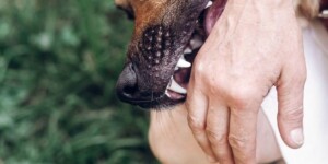 Полгода ограничения свободы, 15 тысяч рублей морального вреда и принудительное лечение от алкоголизма назначено могилевчанке, которая выпустила из квартиры свою собаку без намордника