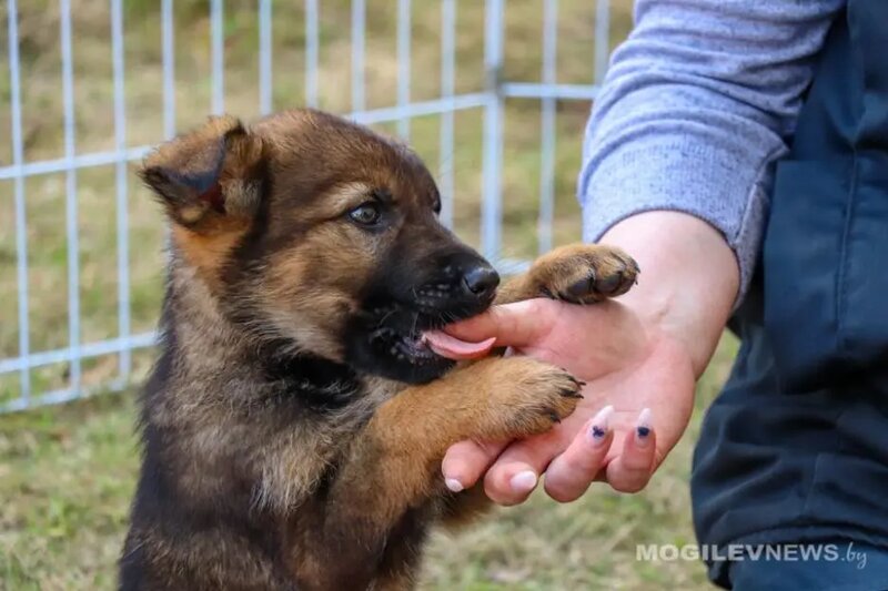 Уточнили, кому, как и сколько платить за домашнюю собаку жителям Могилевщины