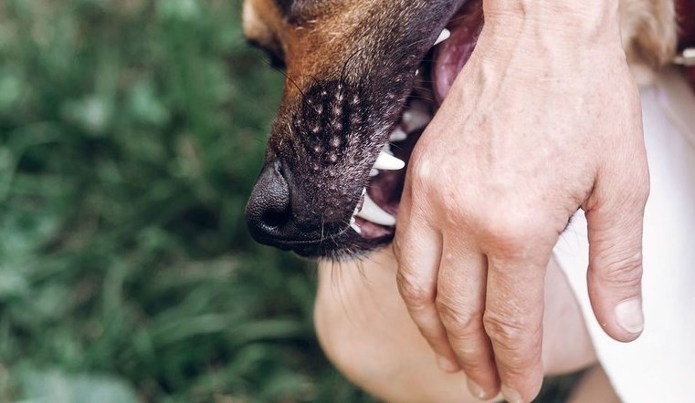 Полгода ограничения свободы, 15 тысяч рублей морального вреда и принудительное лечение от алкоголизма назначено могилевчанке, которая выпустила из квартиры свою собаку без намордника