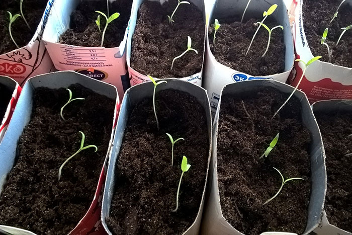 вытянутая переросшая рассада помидоров фото